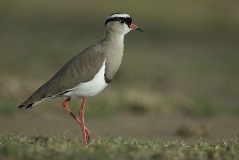 Crowned Lapwing (Vanellus coronatus), Ethiopia