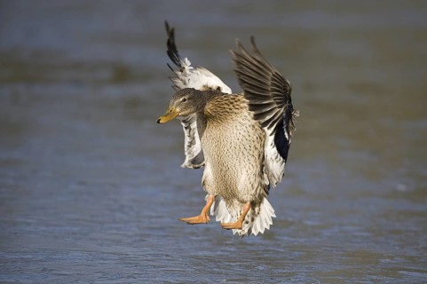 Mallard (Anas platyrhynchos) female flying, Lower Saxony, Germany