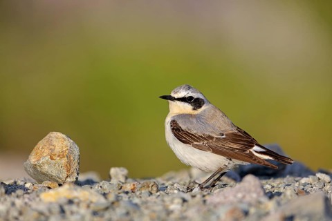 Wheatear, Oenanthe oenanthe, Lesvos, Greece