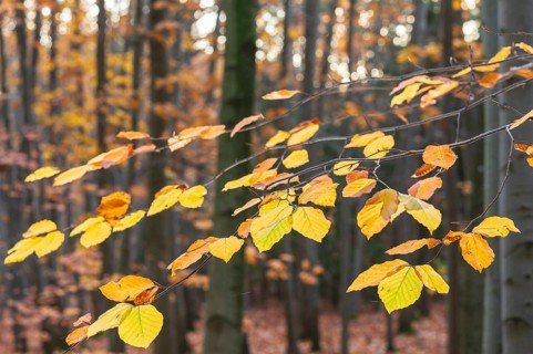 The leaves of the beech (fagus) glow yellow and orange in autumn, Friedewald near Weinböhla,