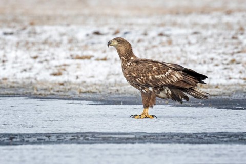 White-tailed Eagle (Haliaeetus albicilla) juvenile on ice, Poland
