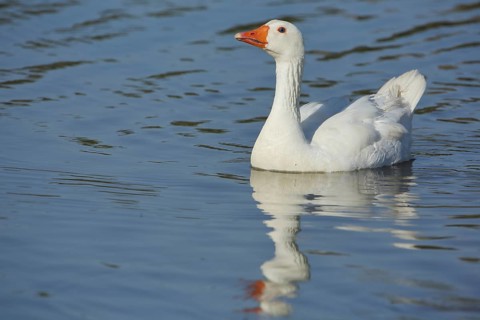 White swimming domestic goose (Anser anser f. domestica), reflection in the water, Los Barruecos,