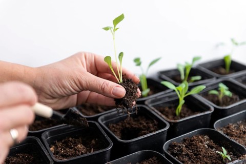 A hand carefully transplants a tomato seedling into black soil pots. This image captures the