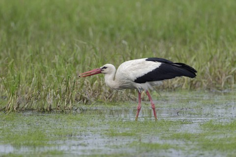 Weissstorch; lat. Ciconia ciconia; bei der Nahrungsaufnahme auf einer Feuchtwiese