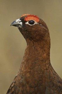 Willow Ptarmigan (Lagopus lagopus), Manitoba, Canada