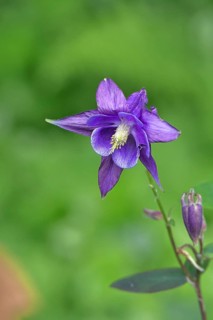 Columbine (Aquilegia vulgaris), blue flower at the edge of a forest, Wilnsdorf, North