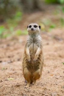 Close-up of a meerkat or suricate (Suricata suricatta) stands on its hind legs on the ground,