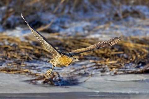 Eurasian bittern, great bittern (Botaurus stellaris) taking off from snow covered reed bed, reedbed