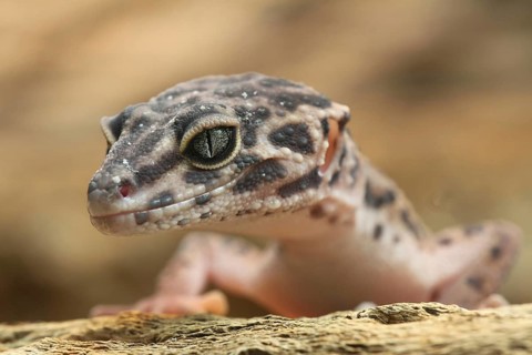 Leopard gecko (Eublepharis macularius), captive
