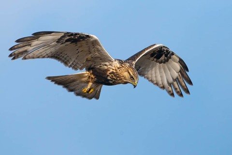 Rough-legged Hawk (Buteo lagopus) at Nanimo River Estuary