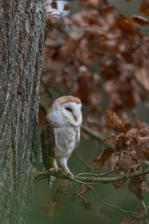 One barn owl (Tyto alba) sitting on a twig of a beech tree with some autumnal coloured leafs