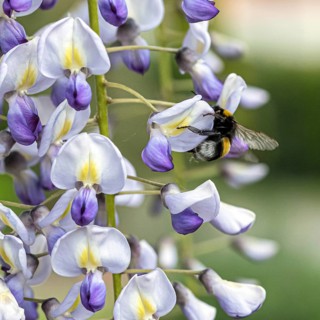 Japanese wisteria (Wisteria floribunda 'Multijuga'), Cambridge Botanical Garden, Germany