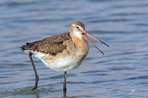 Black-tailed godwit, Limosa limosa, Israel