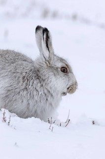 Close-up portrait of mountain hare (Lepus timidus), Alpine hare, snow hare in white winter pelage