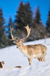 European fallow deer (Dama dama) buck on a snowy meadow in the mountains in tirol, Kitzbühel,