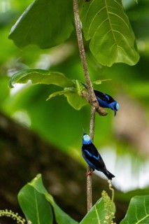The red-legged honeycreeper (Cyanerpes cyaneus), two adult males on a branch, blue birds in the