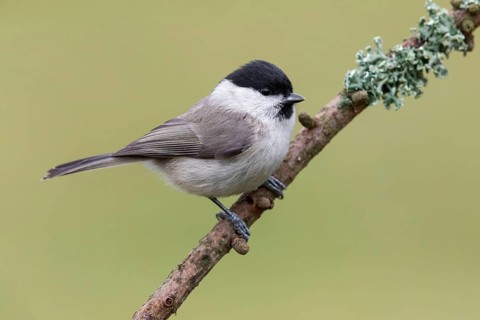 Marsh Tit (Poecile palustris) perched on a branch, Poland