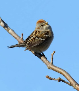 American Tree Sparrow (Spizelloides arborea), Saskatchewan, Canada