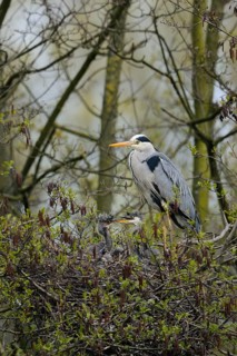 Grey Heron (Ardea cinerea) adult feeding young in nest, North Rhine-Westphalia, Germany