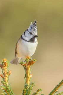 Crested Tit (Parus Scalloped ribbonfish) sitting on a spruce top, Wildlife, Animals, Birds,