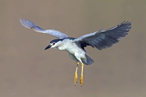 Night heron, (Nycticorax nycticorax), animals, birds, heron family, flight photo, biotope, habitat,
