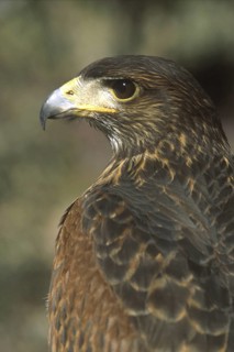 Harris's Hawk (Parabuteo unicinctus), Arizona, USA