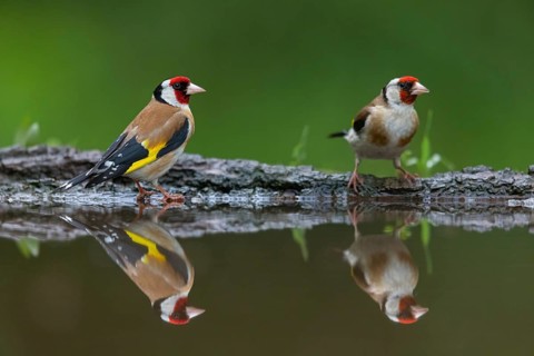 Goldfinch, goldfinch, (Carduelis carduelis), biotope, habitat, foraging, two birds, pair, water,