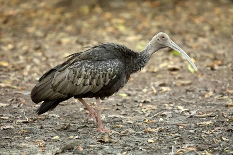 Giant Ibis (Pseudibis gigantea), Preah Vihear, Cambodia
