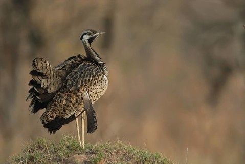 Black-bellied Bustard (Lissotis melanogaster)