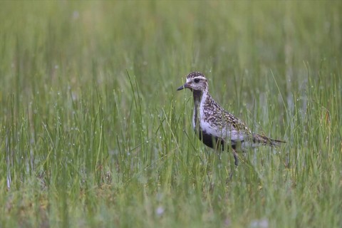 European Golden Plover (Pluvialis apricaria), Finland