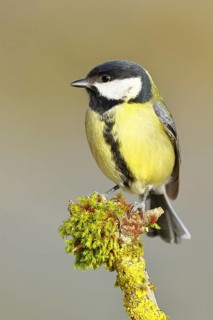 Great Tit (Parus major), sitting on a branch overgrown with moss and lichen, Wildlife, Animals,