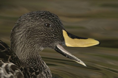 Yellow-billed Duck (Anas undulata), Arizona, USA
