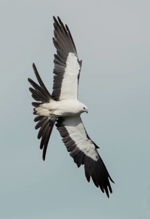 Swallow-tailed Kite (Elanoides forficatus) flying, Florida, USA