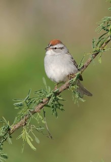 Chipping Sparrow (Spizella passerina) perched on a twig, Texas, USA