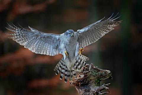 Goshawk flying, bird of prey with open wings with evening sun back light, nature forest habitat,