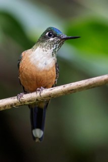 Violet-tailed Sylph (Aglaiocercus coelestis) perched on a branch in Ecuador