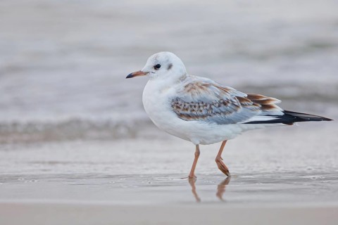 Juvenile black-headed gull (Chroicocephalus ridibundus) walking along the sandy beach at the