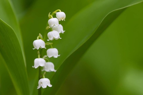 Lily of the Valley (Convallaria majalis) blooming flower in spring, Lower Saxony, Germany