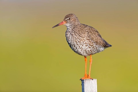 Redshank, (Tringa totanus), Animals, Birds, Limicoles, Snipe family, Snipe, Knappavellir,