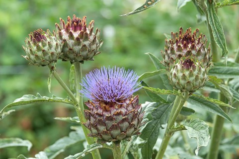 Artichoke (Cynara scolymus),  Germany