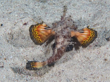 Red Sea Walkman (Inimicus filamentosus)