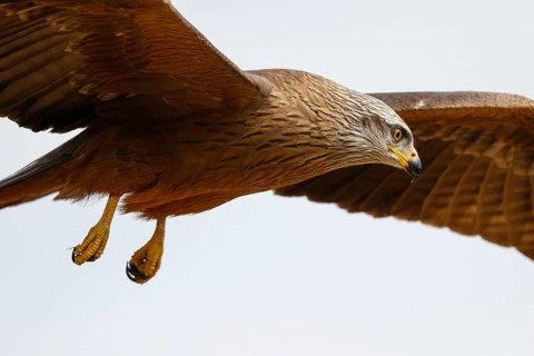 Black Kite (Milvus migrans) flying, Spain