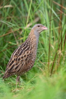 Corn Crake (Crex crex) male, Saxony, Germany