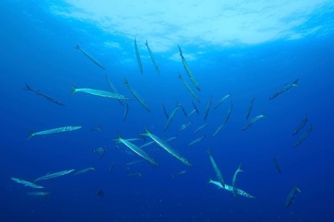Large school of fish, barracuda (Sphyraena sphyraena), spread out in the blue ocean, dive site