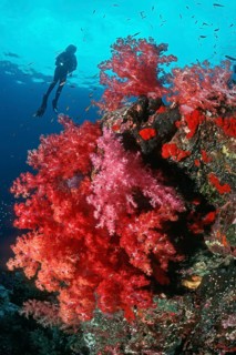 Silhouette of diver hovering over large colony of red soft corals (Dendronephthya), Red Sea