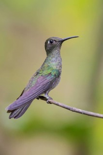 Sombre Hummingbird (Aphantochroa cirrochloris) perched on a branch in the Atlantic rainforest of
