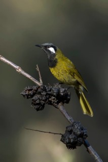 White-eared Honeyeater (Nesoptilotis leucotis), Victoria, Australia