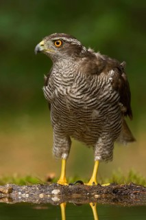 Northern Goshawk (Accipiter gentilis) male, Utrecht, Netherlands