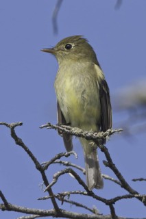 Yellow-bellied Flycatcher (Empidonax flaviventris), Newfoundland, Canada
