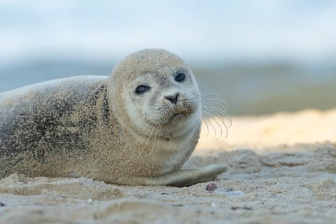 Common or Harbor or Harbour seal (Phoca vitulina) adult animal resting on sand on a beach, England,
